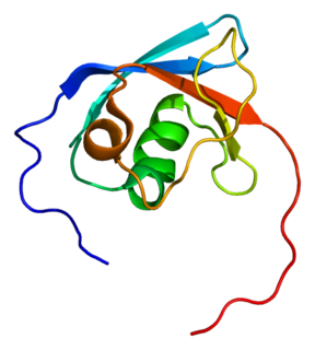 Cordon-bleu protein-like 1 protein-coding gene in the species Homo sapiens