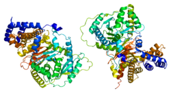 Ақуыз CRAT PDB 1ndb.png