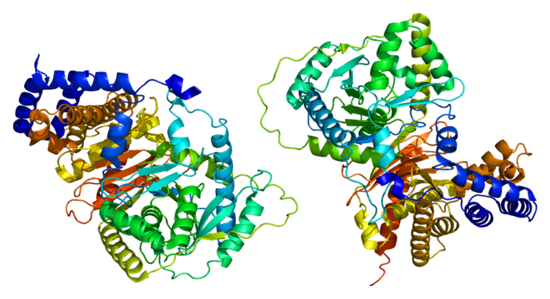 File:Protein CRAT PDB 1ndb.png