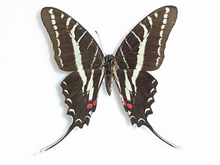 <i>Protographium philolaus</i> Species of butterfly