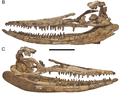 Miniatura para Protoichthyosaurus