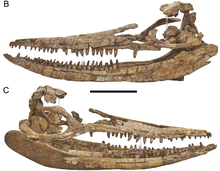 Protoichthyosaurus schädel.png