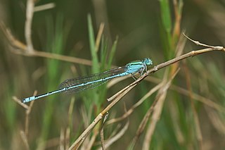 <i>Pseudagrion decorum</i>