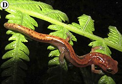 Pseudoeurycea juarezi from Cerro Pelón, Sierra de Juárez, Oaxaca 2.jpg