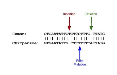 Pseudogene