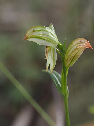<i>Pterostylis major</i> Species of orchid