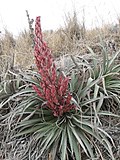 Puya dyckioides (JP-NS) 5691.jpg