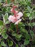 Vignette pour Pyrola grandiflora