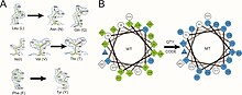 The QTY code and how it replaces L, V, I, and F with Q, T, and Y. (A) Crystallographic electronic density maps of the following amino acids: leucine (L), asparagine (N), glutamine (Q), isoleucine (I), valine (V), threonine (T), phenylalanine (F), and tyrosine (Y).