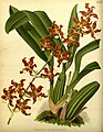 Oncidium anthocrene Plate 392 in: R.Warner - B.S.Williams: The Orchid Album (1882-1897)