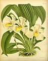 Pescatoria cerina Plate 394 in: R.Warner - B.S.Williams: The Orchid Album (1882-1897)