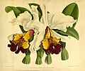 Cattleya dowiana var. aurea Plate 468 in: R.Warner - B.S.Williams: The Orchid Album (1882-1897)