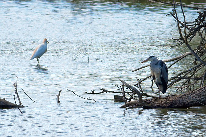 Français : Réserve naturelle régionale de Cambounet-sur-le-Sor, Tarn, France. English: Regional protected area of Cambounet-sur-le-Sor, Tarn, France.