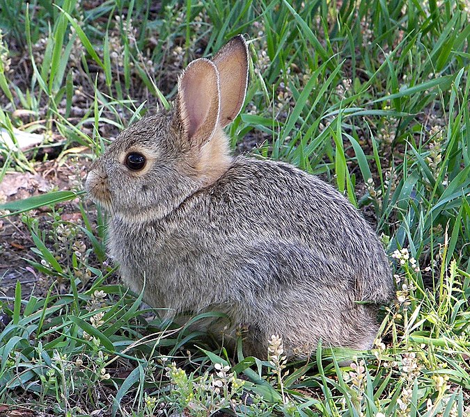 File:Rabbit in montana-mirror.jpg