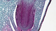 Radicle or Embryonic Root in Zea Mays Embryo (47636870242).jpg