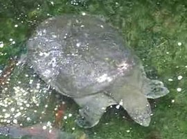 Черепаха Свайно