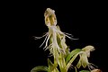 Platanthera lacera