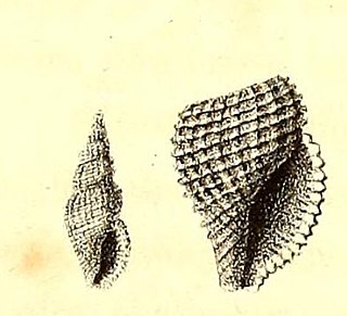 <i>Raphitoma philberti</i> Species of sea snail