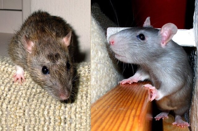 Two rats: left: agouti, right: coat lightened to blue by a dilution gene