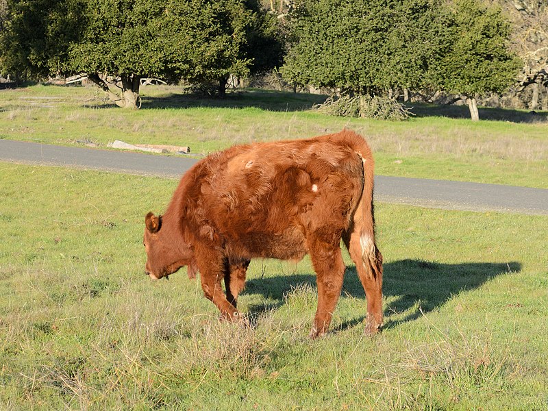 File:Red Angus cattle Stanford January 2013.jpg