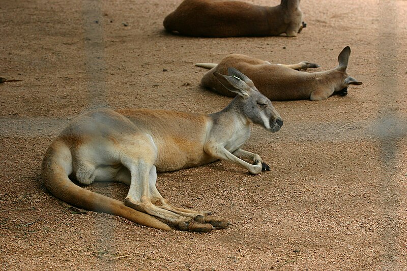 File:Red Kangaroos lying down.jpg