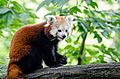 Red Panda (19908404919).jpg