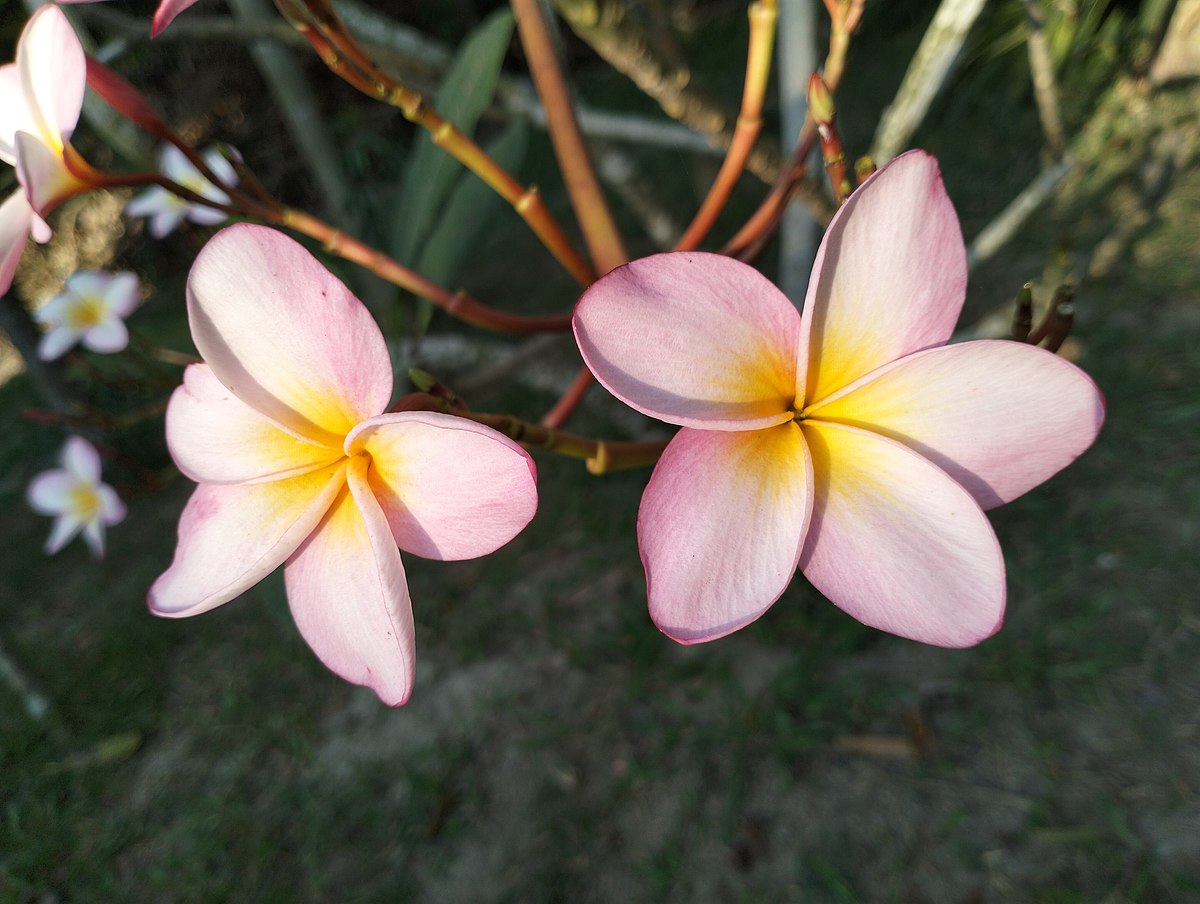 Plumeria Alba дерево