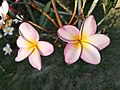 Miniatura para Plumeria rubra