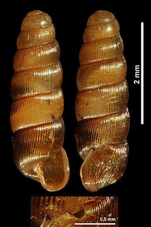 Renea moutonii singularis (MNHN-IM-2010-13009) 001.jpeg