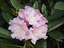 Rhododendron degronianum - University of Copenhagen Botanical Garden - DSC07548.JPG