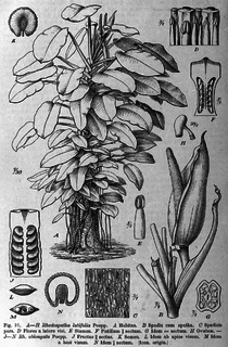 <i>Rhodospatha</i> Genus of plants