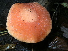 Top view of a peach- or flesh-colored mushroom cap. Small bits of forest debris like leaves and twigs are emdebbed in the gelatinous surface.