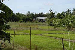 Rice field in Prey Veng