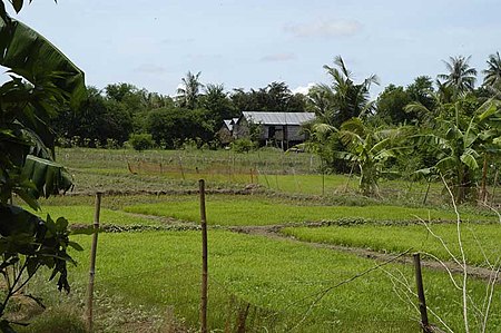 ไฟล์:Rice_field_Prey_Veng.jpg