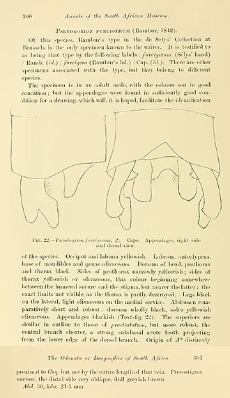 Description of Pseudagrion furcigerum by Friedrich Ris Ris 1921 Pseudagrion furcigerum.jpg