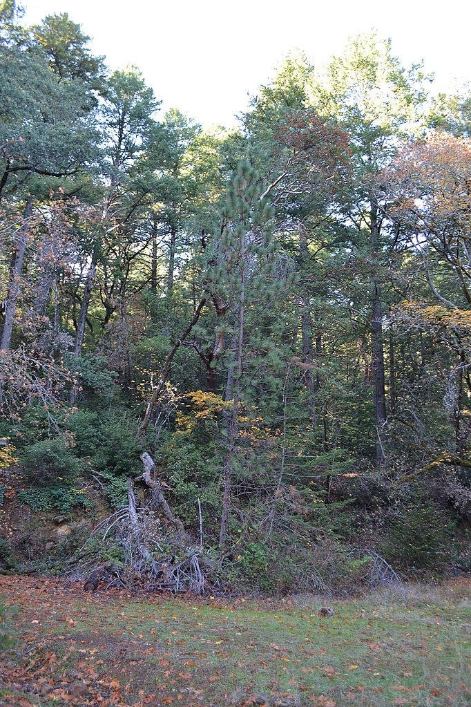 File:Robert Louis Stevenson State Park, close to road.JPG - Wikipedia