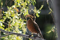 American robin with nest-making materials in Oakland, California.