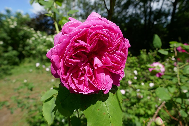 File:Rosa 'Mme Scipion Cochet' 01.jpg