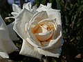 * Nomination Rose cultivar 'Ilse Krohn Superior'. --Salicyna 10:53, 14 December 2018 (UTC) * Promotion  Support Good quality. --Ermell 16:41, 14 December 2018 (UTC)