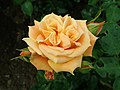 * Nomination Rose cultivar 'Lusatia' --Salicyna 18:46, 31 August 2019 (UTC) * Decline Lovely subject but insuficient dof --Cvmontuy 06:11, 1 September 2019 (UTC)