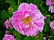 Rosa damascena 003.JPG