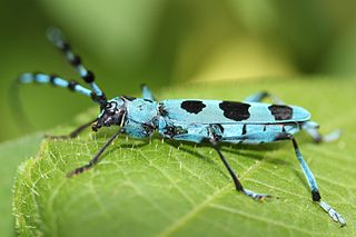 Compsocerini Tribe of beetles