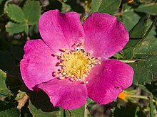 Rosa woodsii Rosawoodsii.jpg