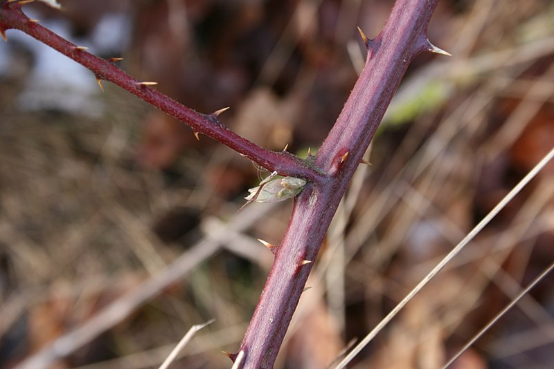 File:Rubus-plicatus-branch-bud.jpg