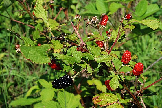 Войти в рубус видман. Малина боярышниколистная. Ежевика обыкновенная (Rubus spectabilis). Малина Rubus spectabilis. Рубус Честер.