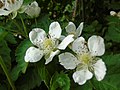 Rubus sp. Zarza