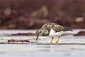 * Nomination A ruddy turnstone (Arenaria interpres) foraging in Saint-Jean-de-Monts, France. --Alexis Lours 23:44, 9 January 2024 (UTC) * Promotion  Support Good quality. --Bgag 00:25, 10 January 2024 (UTC)