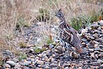 Ruffed Grouse.jpg