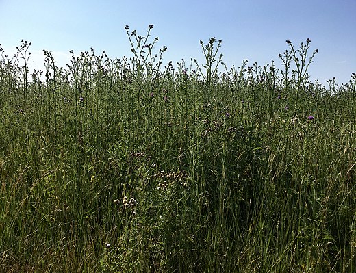 Een soortenarme ruigte met onder andere kruldistel (Carduus crispus) en akkerdistel (Cirsium arvense), gedurende de zomer