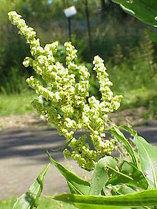 Rumex britannica1.jpg